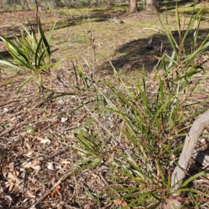 Acacia implexa at Watson, ACT - 19 Jun 2020