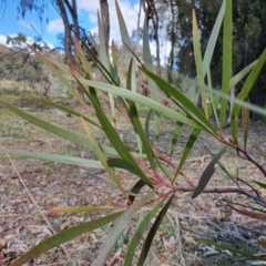 Acacia implexa at Watson, ACT - 19 Jun 2020