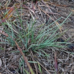 Lomandra sp. (A Matrush) at Murrumbateman, NSW - 20 Jun 2020 by AndyRussell