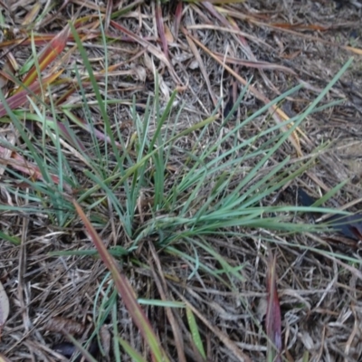 Lomandra (genus) (A Matrush) at Murrumbateman, NSW - 20 Jun 2020 by AndyRussell