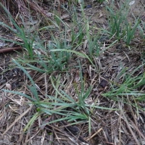 Lomandra filiformis subsp. coriacea at Murrumbateman, NSW - 20 Jun 2020