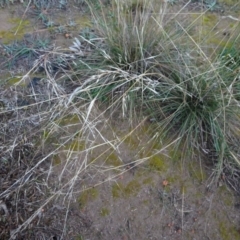 Austrostipa bigeniculata (Kneed Speargrass) at Murrumbateman, NSW - 20 Jun 2020 by AndyRussell