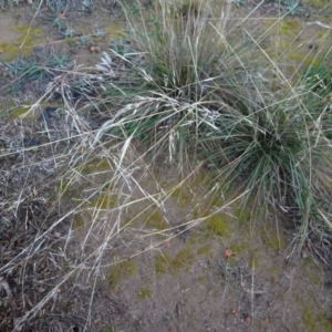 Austrostipa bigeniculata at Murrumbateman, NSW - 20 Jun 2020