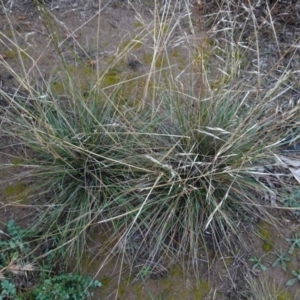 Austrostipa bigeniculata at Murrumbateman, NSW - 20 Jun 2020