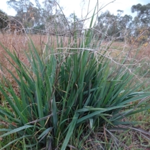 Dianella sp. aff. longifolia (Benambra) at Murrumbateman, NSW - 20 Jun 2020 04:58 PM