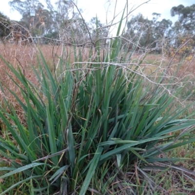 Dianella sp. aff. longifolia (Benambra) (Pale Flax Lily, Blue Flax Lily) at Murrumbateman, NSW - 20 Jun 2020 by AndyRussell