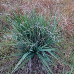 Dianella sp. aff. longifolia (Benambra) at Murrumbateman, NSW - 20 Jun 2020