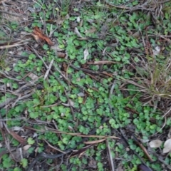 Hydrocotyle laxiflora at Murrumbateman, NSW - 20 Jun 2020