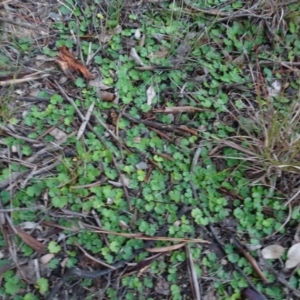 Hydrocotyle laxiflora at Murrumbateman, NSW - 20 Jun 2020 04:40 PM