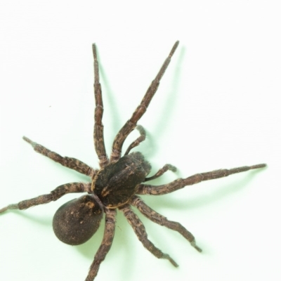 Lycosidae (family) (Unidentified wolf spider) at Macgregor, ACT - 21 Jun 2020 by Roger