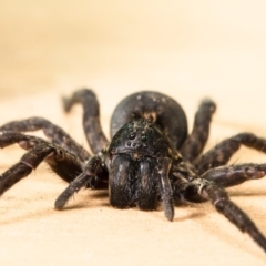 Lycosidae (family) at Macgregor, ACT - 21 Jun 2020