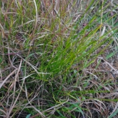 Tricoryne elatior (Yellow Rush Lily) at Murrumbateman, NSW - 20 Jun 2020 by AndyRussell