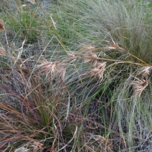 Themeda triandra at Murrumbateman, NSW - 20 Jun 2020