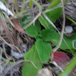 Cymbonotus sp. (preissianus or lawsonianus) at Murrumbateman, NSW - 20 Jun 2020