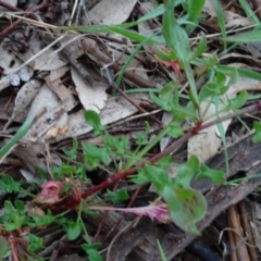 Rumex acetosella (Sheep Sorrel) at Murrumbateman, NSW - 20 Jun 2020 by AndyRussell