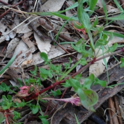 Rumex acetosella (Sheep Sorrel) at Murrumbateman, NSW - 20 Jun 2020 by AndyRussell