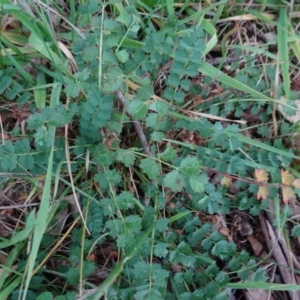 Sanguisorba minor at Murrumbateman, NSW - 20 Jun 2020