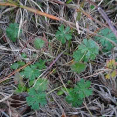 Geranium sp. (Geranium) at Murrumbateman, NSW - 20 Jun 2020 by AndyRussell