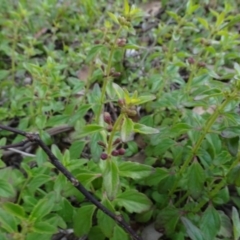 Mentha diemenica (Wild Mint, Slender Mint) at Murrumbateman, NSW - 20 Jun 2020 by AndyRussell