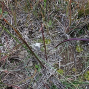 Thelymitra sp. at Murrumbateman, NSW - suppressed