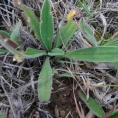 Plantago sp. (Plantain) at Murrumbateman, NSW - 20 Jun 2020 by AndyRussell