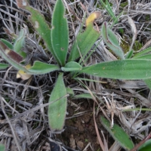 Plantago sp. at Murrumbateman, NSW - 20 Jun 2020