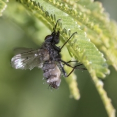 Helina sp. (genus) at Dunlop, ACT - 16 Jun 2020