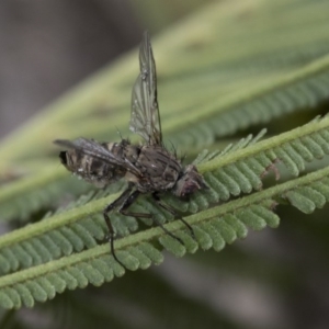 Helina sp. (genus) at Dunlop, ACT - 16 Jun 2020