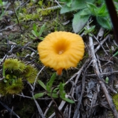 Lichenomphalia chromacea (Yellow Navel) at Murrumbateman, NSW - 20 Jun 2020 by AndyRussell