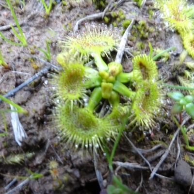 Drosera sp. (A Sundew) at Murrumbateman, NSW - 20 Jun 2020 by AndyRussell