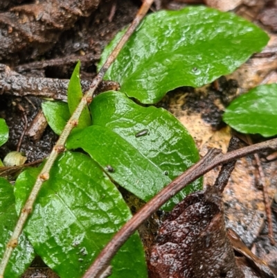 Pterostylis sp. (A Greenhood) at Paddys River, ACT - 21 Jun 2020 by AaronClausen