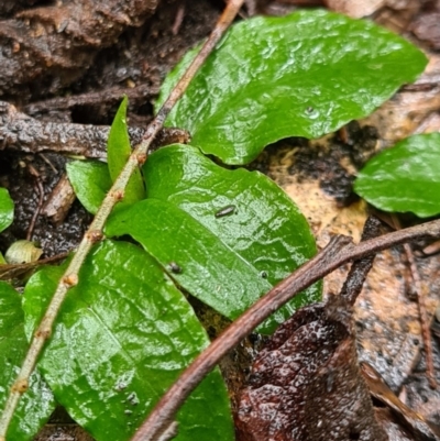 Pterostylis sp. (A Greenhood) at Paddys River, ACT - 20 Jun 2020 by AaronClausen