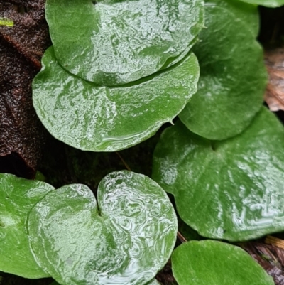 Corysanthes sp. (A Helmet Orchid) at Paddys River, ACT by AaronClausen