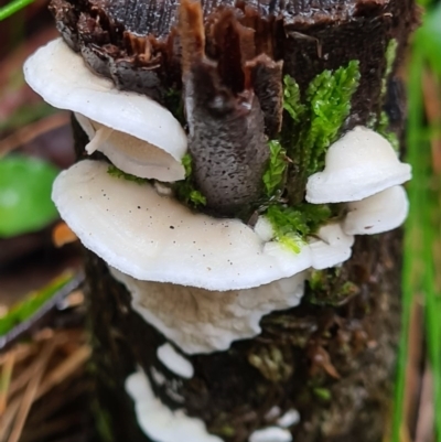 Byssomerulius corium (Netted Crust) at Tidbinbilla Nature Reserve - 20 Jun 2020 by AaronClausen