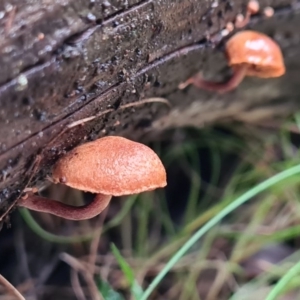 zz agaric (stem; gills not white/cream) at Paddys River, ACT - 21 Jun 2020 02:26 AM