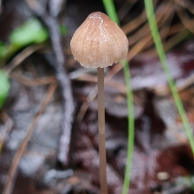 Mycena sp. (Mycena) at Paddys River, ACT - 21 Jun 2020 by AaronClausen