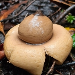 Geastrum sp. (Geastrum sp.) at Paddys River, ACT - 21 Jun 2020 by AaronClausen