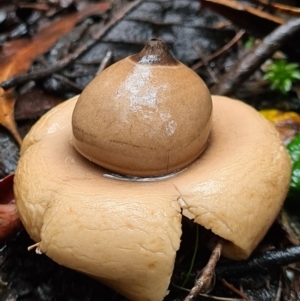 Geastrum sp. at Paddys River, ACT - 21 Jun 2020