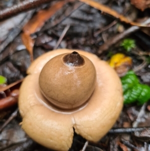 Geastrum sp. at Paddys River, ACT - 21 Jun 2020