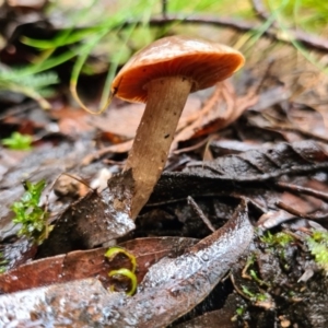 zz agaric (stem; gills not white/cream) at Paddys River, ACT - 21 Jun 2020 02:34 AM