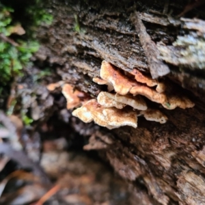 zz Polypore (shelf/hoof-like) at Paddys River, ACT - 21 Jun 2020