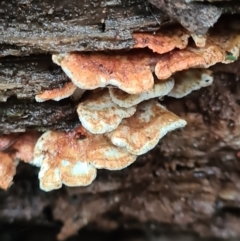 zz Polypore (shelf/hoof-like) at Paddys River, ACT - 21 Jun 2020