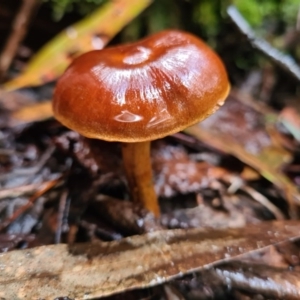 zz agaric (stem; gills not white/cream) at Paddys River, ACT - 21 Jun 2020 02:35 AM