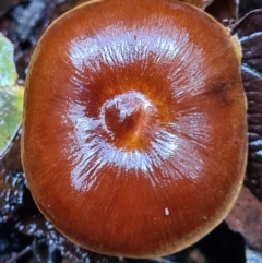 zz agaric (stem; gills not white/cream) at Paddys River, ACT - 21 Jun 2020