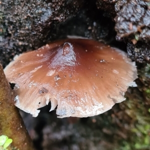 Mycena sp. at Paddys River, ACT - 21 Jun 2020