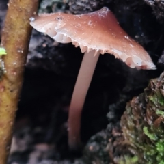 Mycena sp. at Paddys River, ACT - 21 Jun 2020 02:35 AM