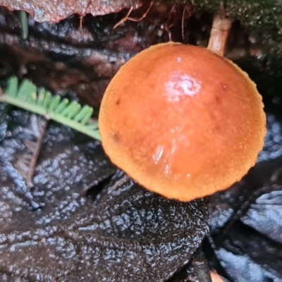 Unidentified Fungus at Paddys River, ACT - 21 Jun 2020 by AaronClausen