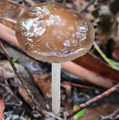 Oudemansiella gigaspora group (Rooting Shank) at Paddys River, ACT - 21 Jun 2020 by AaronClausen