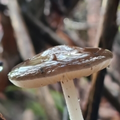 Oudemansiella gigaspora group at Paddys River, ACT - 21 Jun 2020