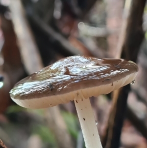 Oudemansiella gigaspora group at Paddys River, ACT - 21 Jun 2020